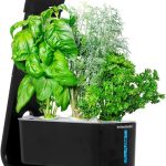 Aerogarden Sprout Indoor Garden With Led Grow Light, Black