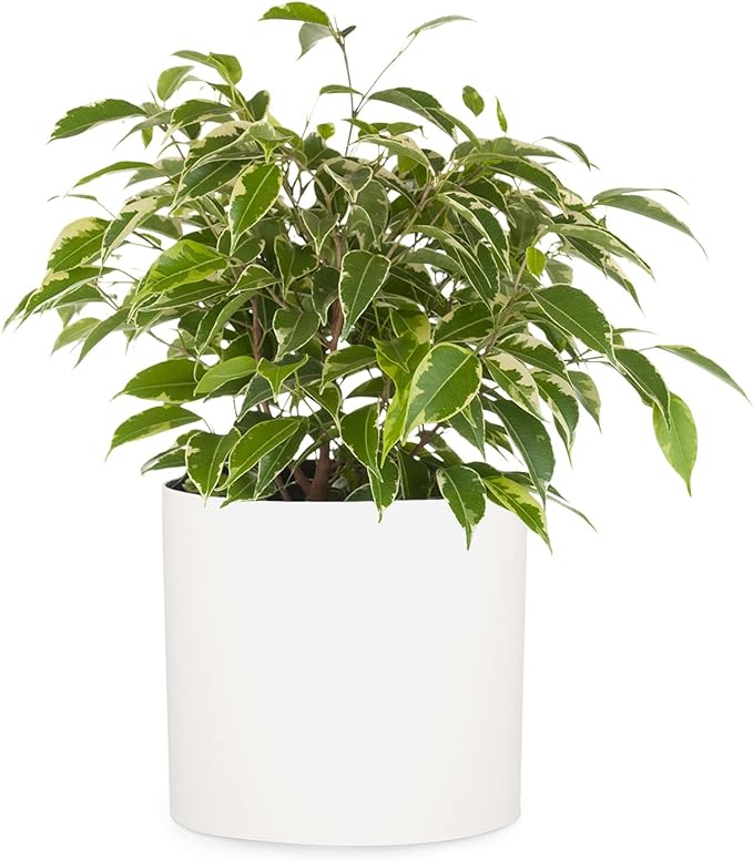 Fox & Fern 10 Inch Plant Pot